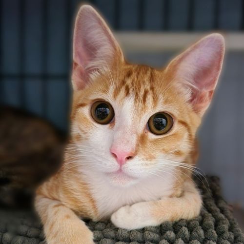 Theo - Domestic Short Hair Cat
