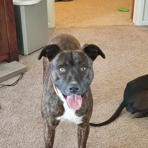 King - Staffordshire Bull Terrier Dog