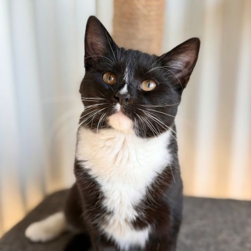 Beaver - Domestic Short Hair (DSH) Cat