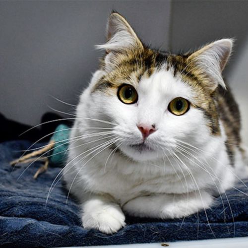 Tommy - Domestic Short Hair (DSH) Cat