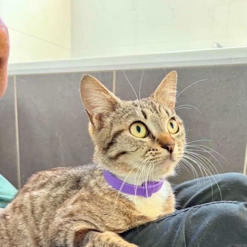 Cricket - Domestic Short Hair (DSH) Cat