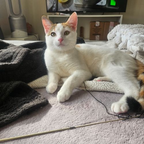 Peanuts - Domestic Short Hair (DSH) Cat