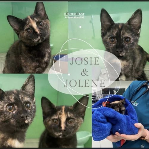 Jolene - Domestic Short Hair (DSH) Cat