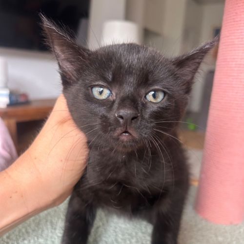 Mixie  - Domestic Short Hair (DSH) Cat