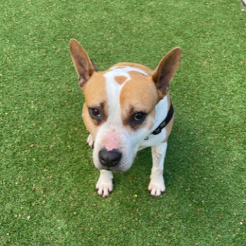 Bella - Australian Cattledog