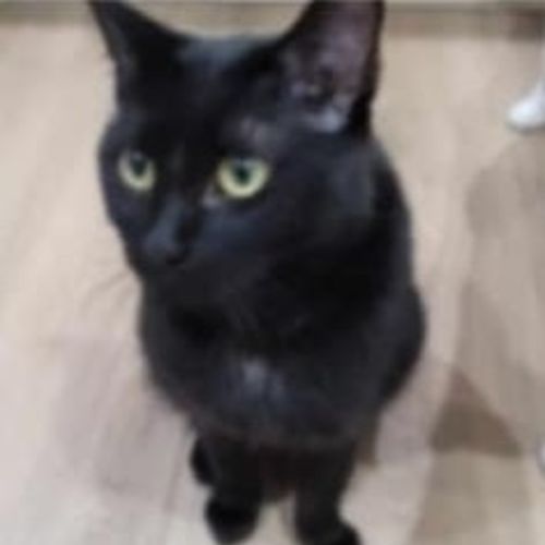 Blackie - Domestic Short Hair (DSH) Cat