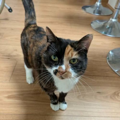 Dixie - Domestic Short Hair (DSH) Cat