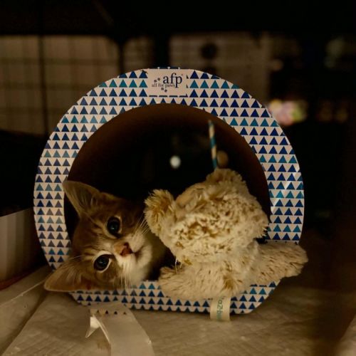 Pocket - Domestic Short Hair (DSH) Cat