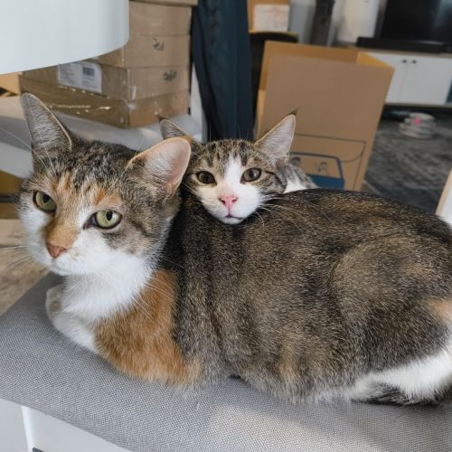 Purrtunia - Domestic Short Hair (DSH) Cat
