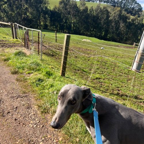 Jessie - Greyhound Dog