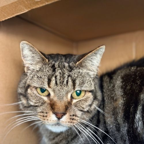 George - Domestic Short Hair (DSH) Cat