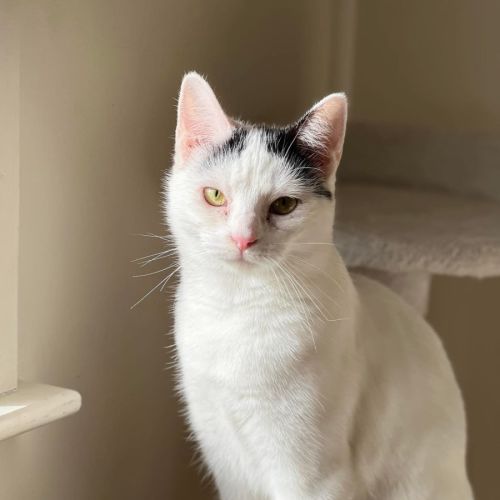 Lilly - Domestic Short Hair (DSH) Cat
