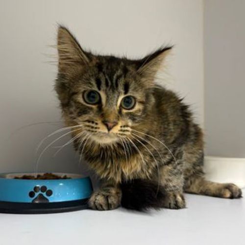 Roisin - Domestic Short Hair Cat