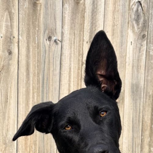 Jed - Australian Kelpie Dog