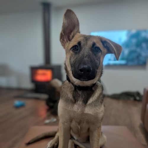 Lonny - German Shepherd Dog