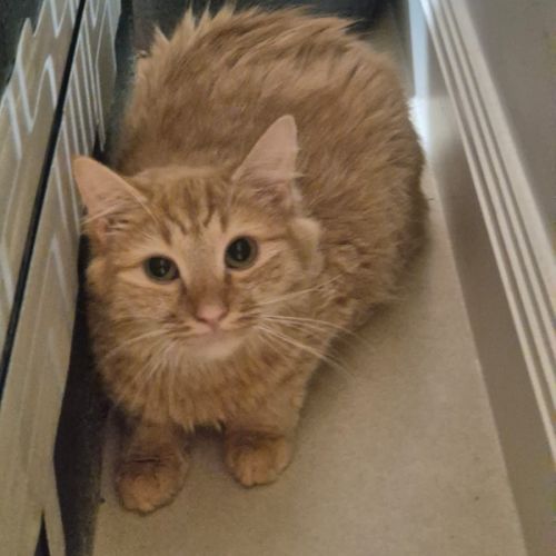 Fuzz  - Domestic Medium Hair (DMH) Cat