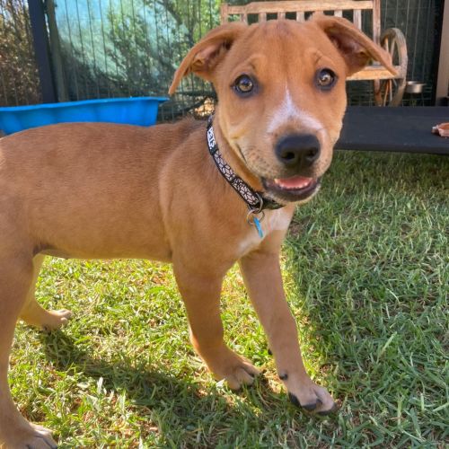 Ember - Mixed breed Dog