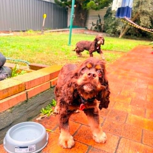 Remi - Cocker Spaniel Dog
