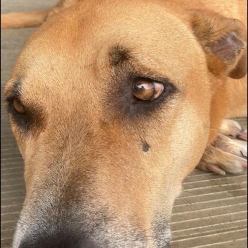 Delilah - Rhodesian Ridgeback Dog
