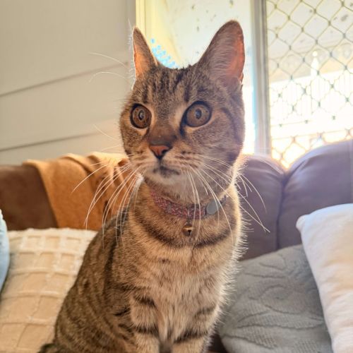 Asha - Domestic Short Hair (DSH) Cat