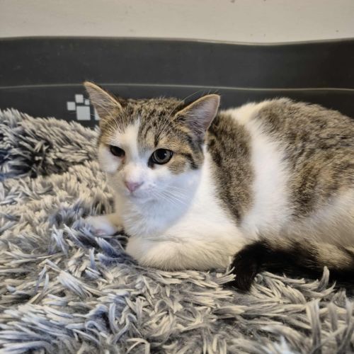 Brett **2nd Chance Cat Rescue** - Domestic Short Hair (DSH) Cat