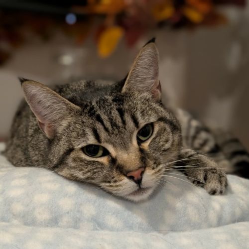 Prue - Domestic Short Hair (DSH) Cat