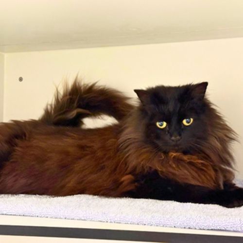 Angel  - Domestic Longhair Cat