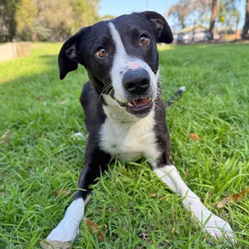 Saige - Border Collie Dog
