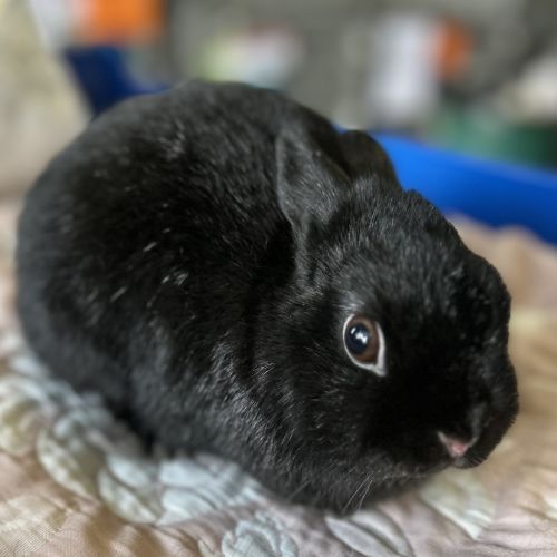 Coco - Netherland Dwarf Rabbit