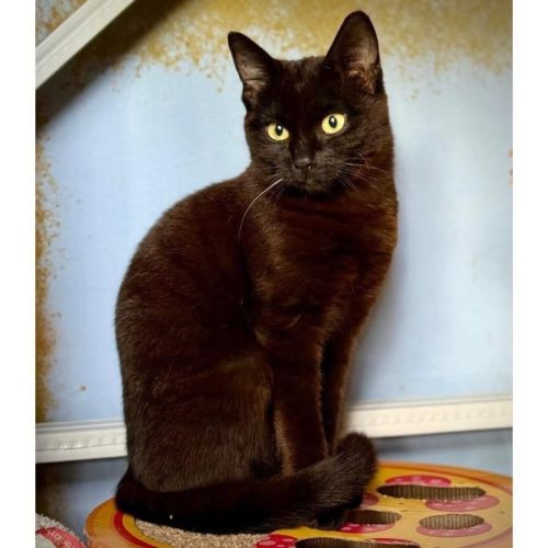 12816 - Nyx - Domestic Short Hair (DSH) Cat