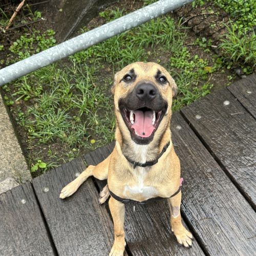 Peanut - Labrador Retriever x American Staffordshire Bull Terrier Dog