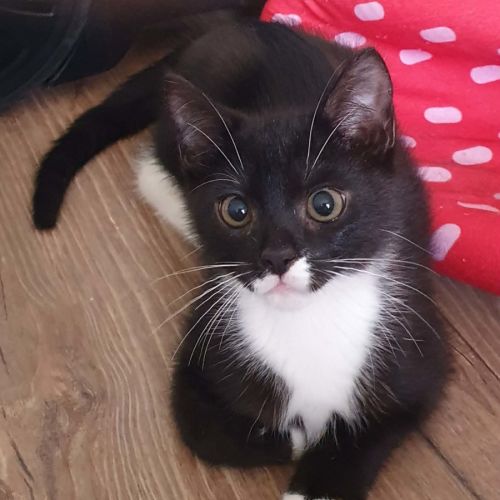 Jasper - Domestic Short Hair (DSH) Cat