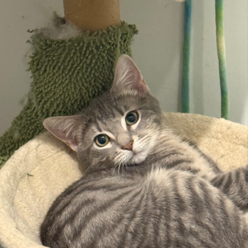 Milton - Domestic Short Hair (DSH) Cat