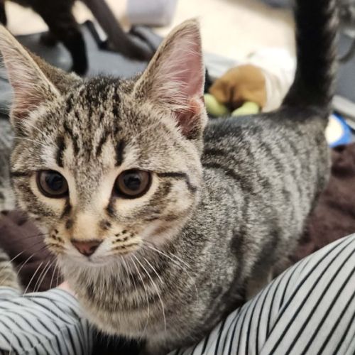 Princess - Domestic Short Hair (DSH) Cat