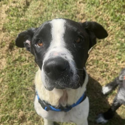 Lacey - Neapolitan Mastiff Dog