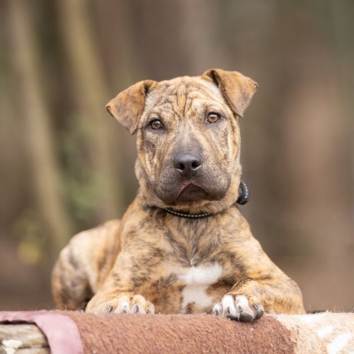 Ivy - Sharpei Dog