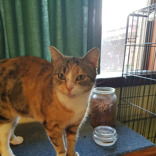 Paxton  - Domestic Short Hair (DSH) Cat
