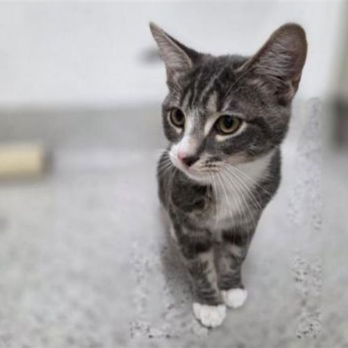 Jasper - Domestic Short Hair Cat