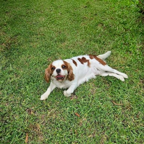 Ocean 🩷 - Cavalier King Charles Spaniel Dog