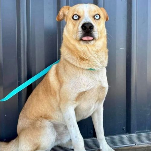 Zabecca - Siberian Husky Dog