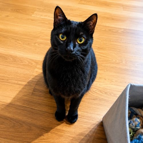 Luca / Raven / Raven / Luca - Domestic Short Hair (DSH) Cat