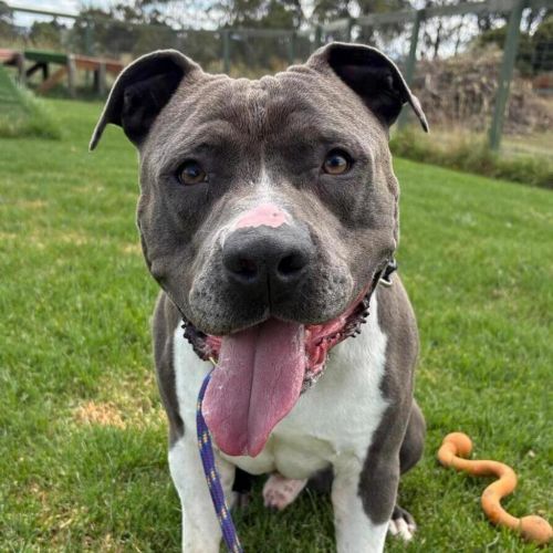 Chip - American Staffy Dog