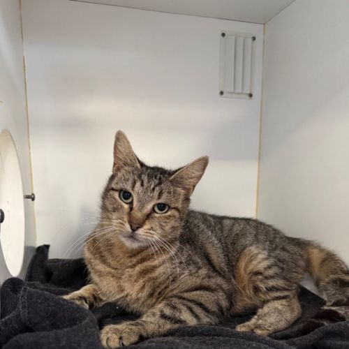 Smiggle - Domestic Short Hair (DSH) Cat
