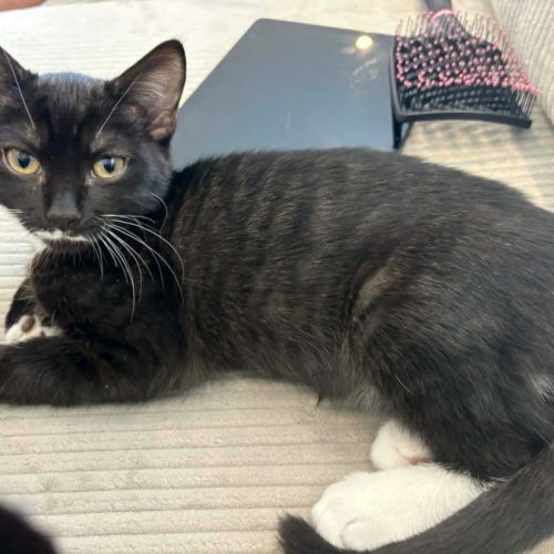 Bell - Domestic Short Hair (DSH) Cat