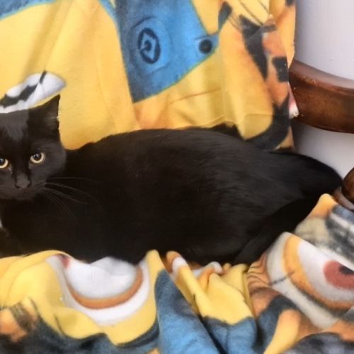 Layla - Domestic Short Hair (DSH) Cat