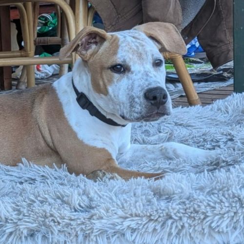 Eddie - Bull Arab Dog