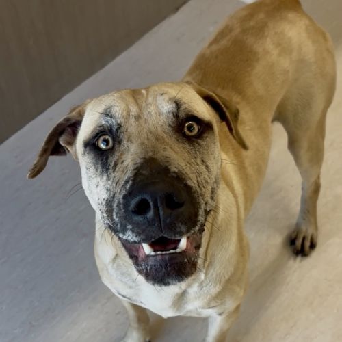 Miso - Catahoula Leopard Dog
