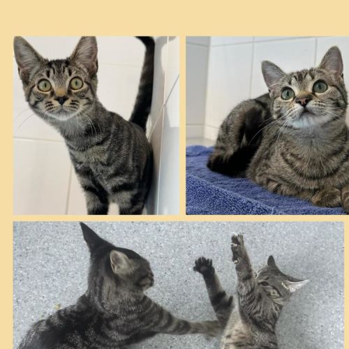 Bagel & Casserole - Domestic Short Hair (DSH) Cat