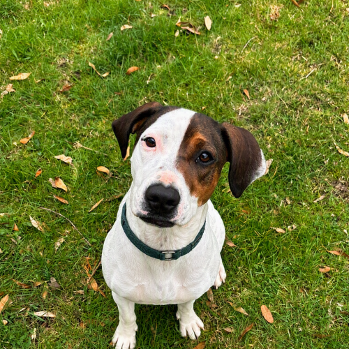 Luka - Beagle Dog