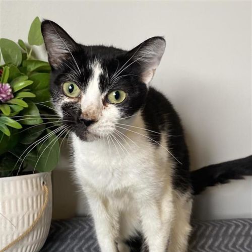 Magpie - Domestic Short Hair (DSH) Cat